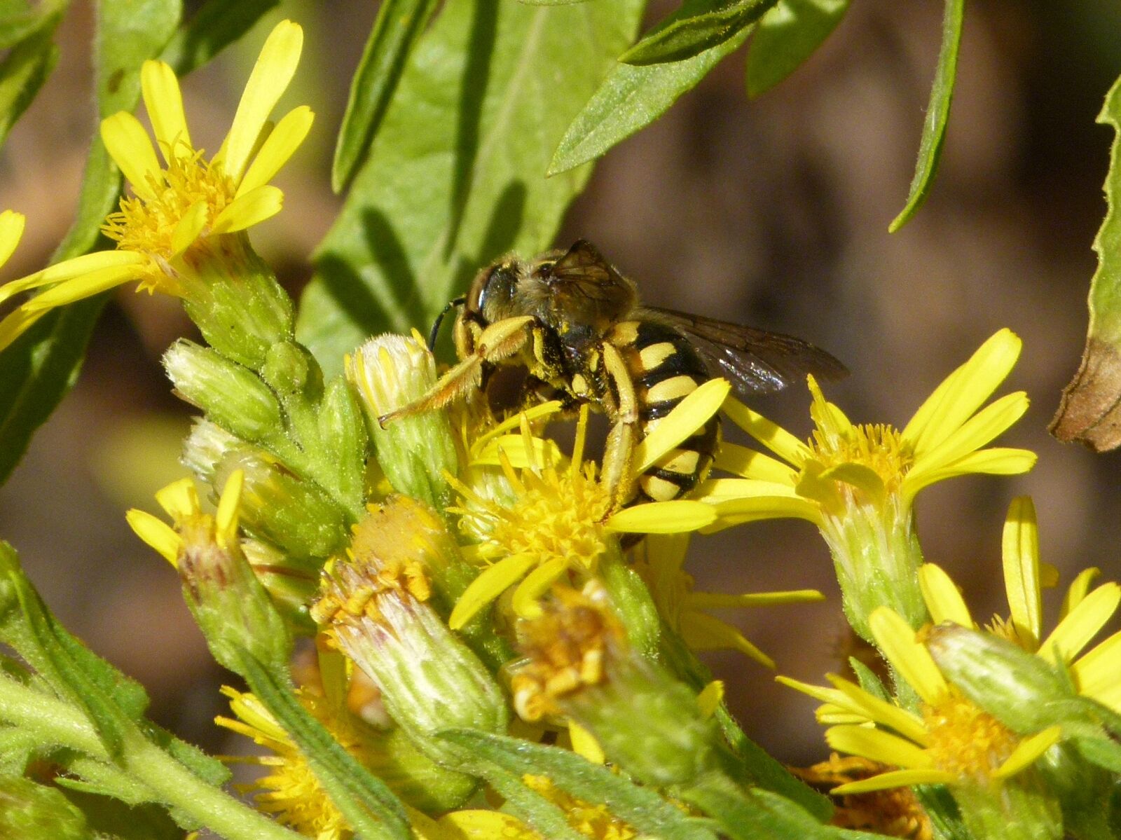 Leica V-Lux 2 sample photo. Hornet, wild flower, libar photography