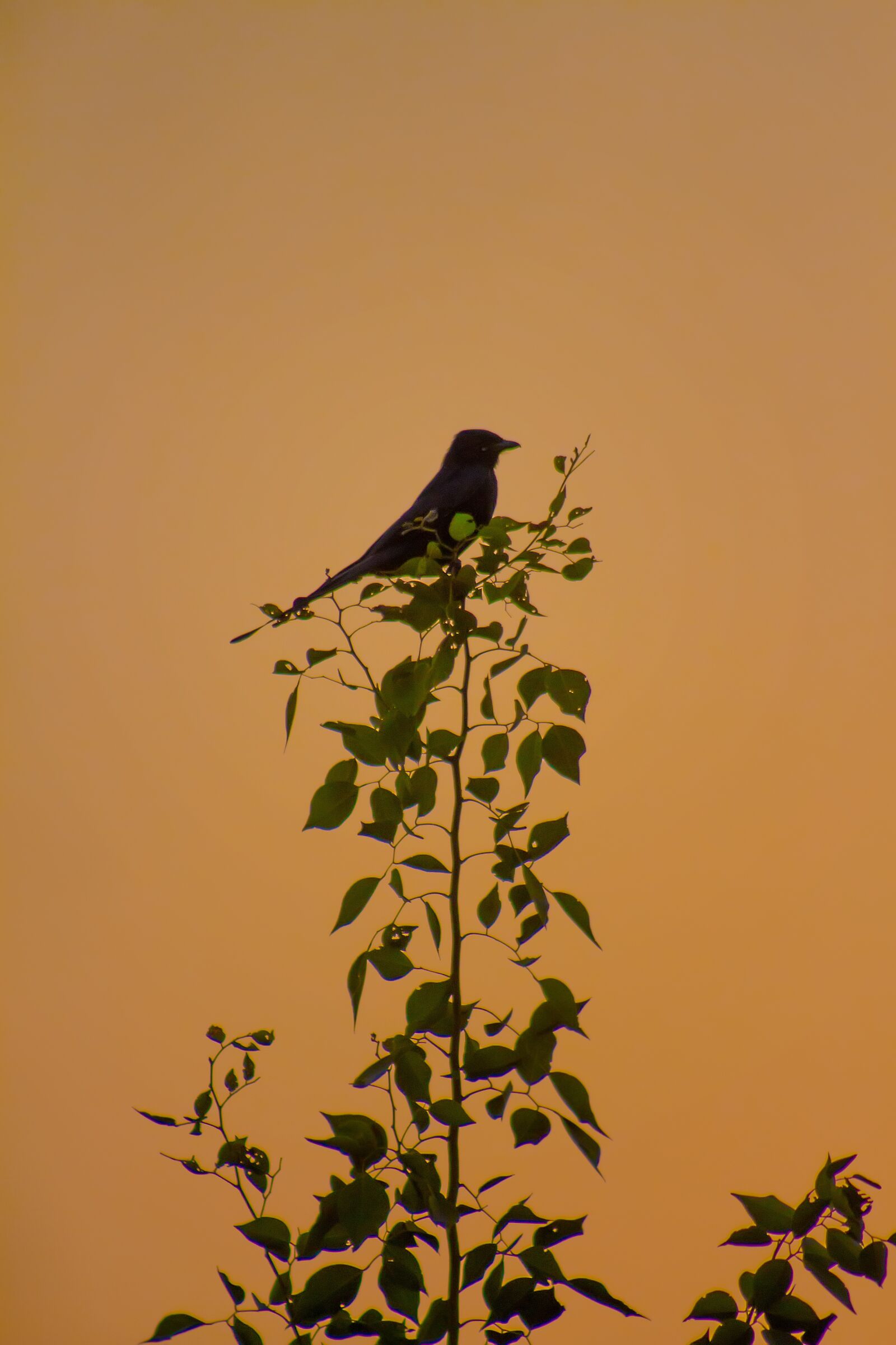 EF75-300mm f/4-5.6 sample photo. Dark birds, dark, bird photography