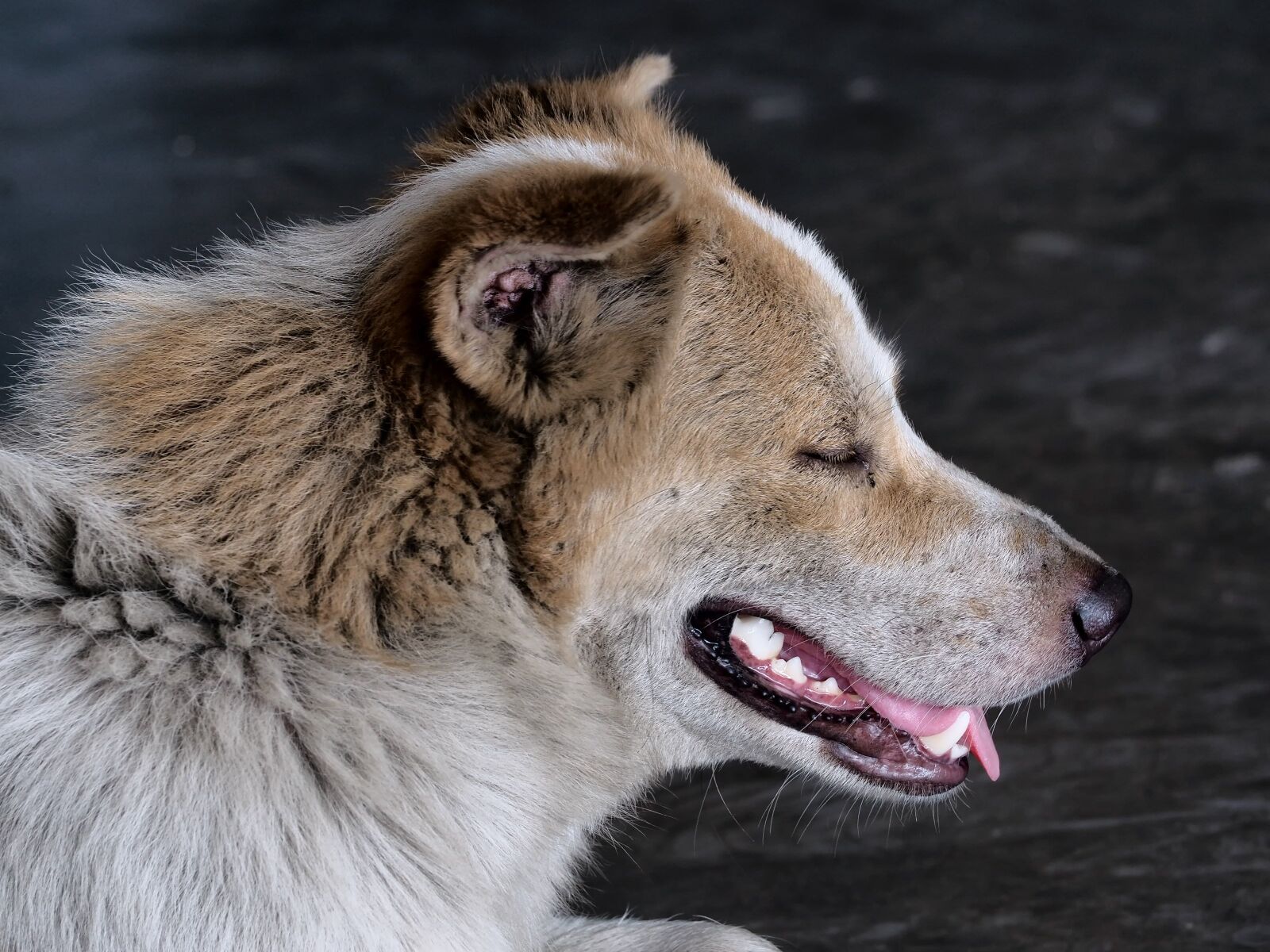 Olympus OM-D E-M10 II sample photo. Stray dog, head, dirty photography