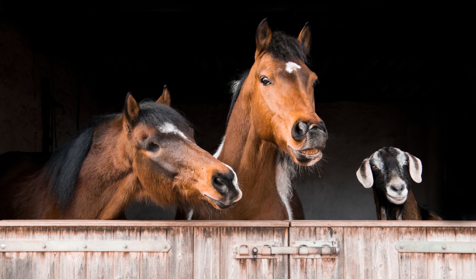 Nikon D3300 sample photo. Animal, mammal, cavalry photography