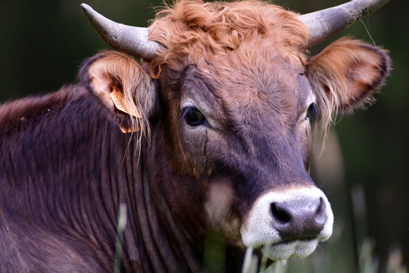 Nikon D500 sample photo. Cow, horns, herkauwer photography