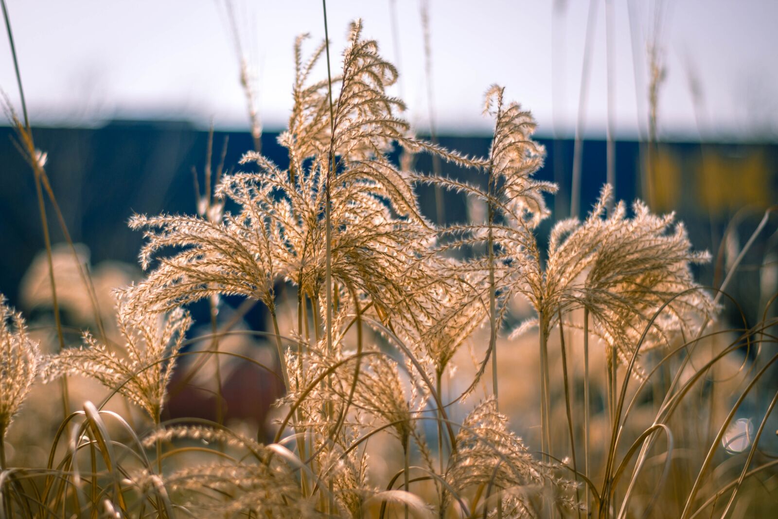 Canon EOS 700D (EOS Rebel T5i / EOS Kiss X7i) sample photo. Nature, plant, summer photography
