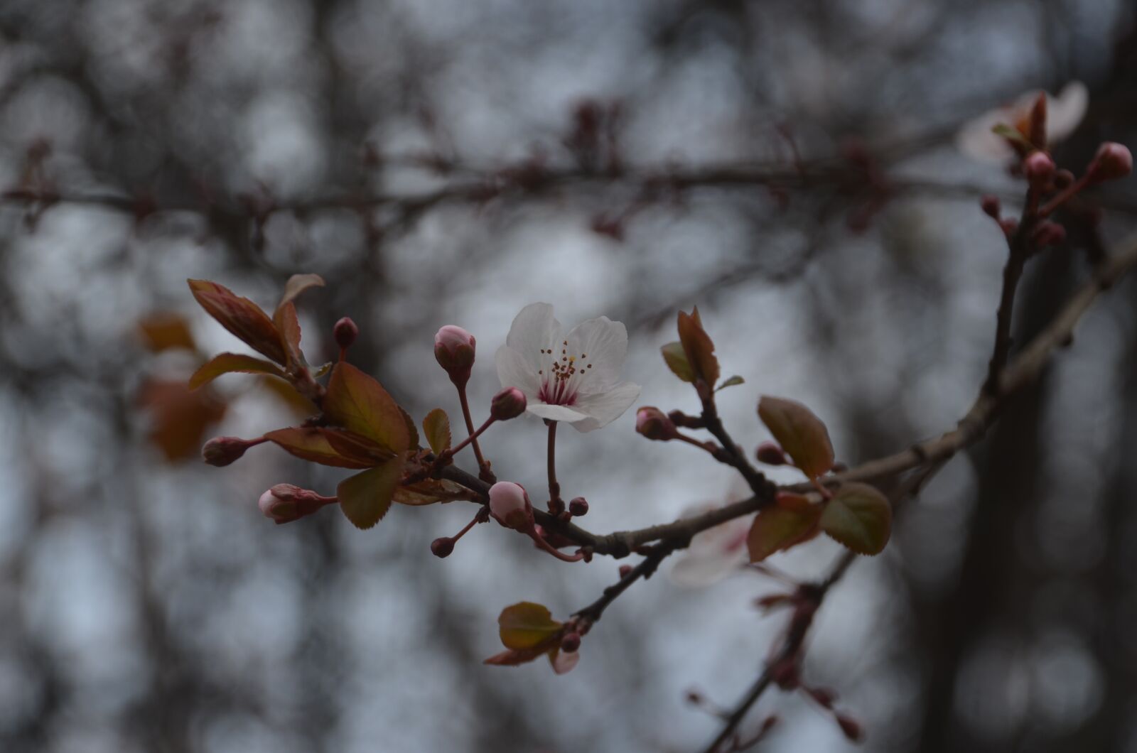 Nikon D5100 sample photo. Flower, plant, tree photography