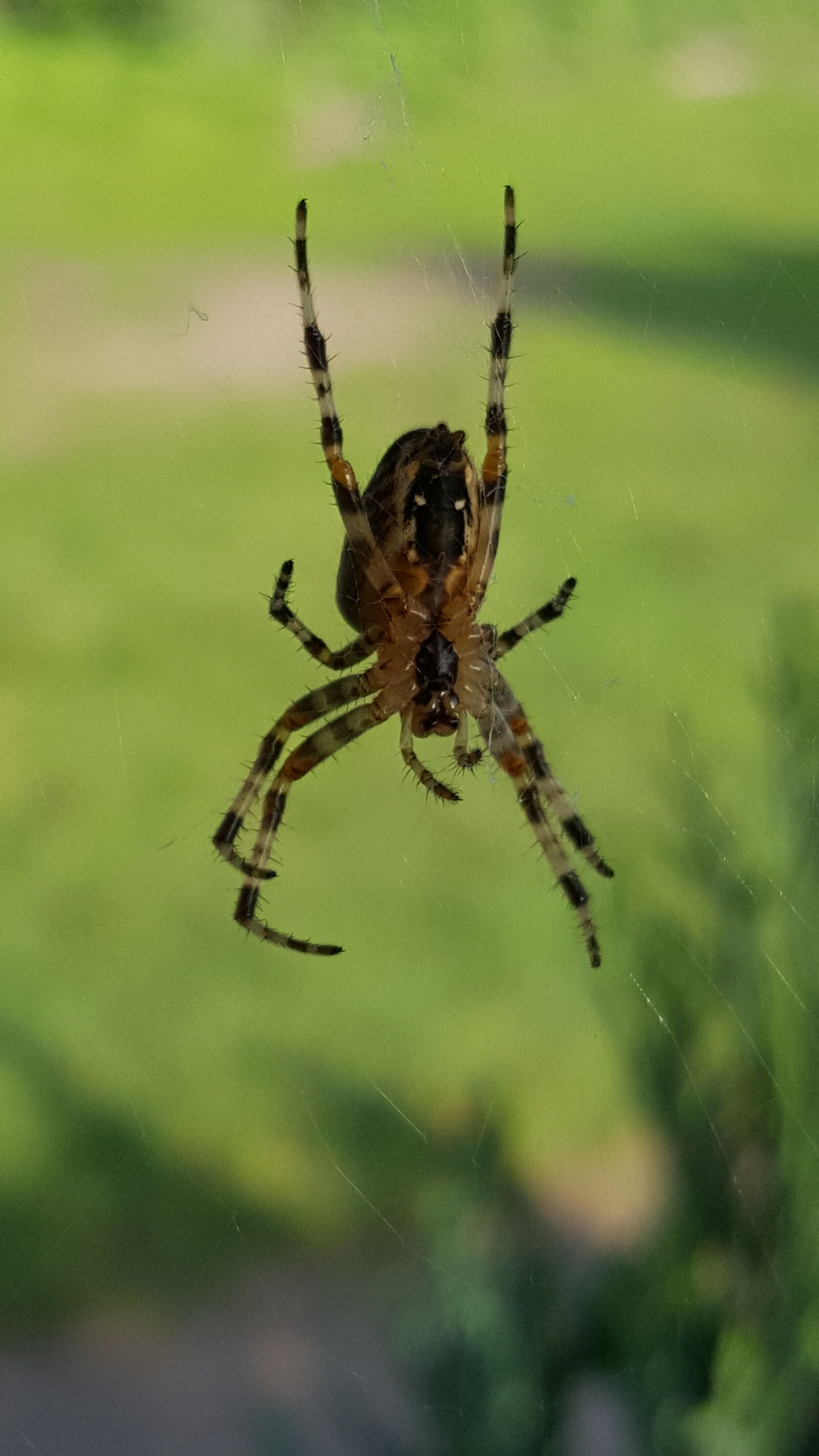 Samsung Galaxy S6 sample photo. Spider photography