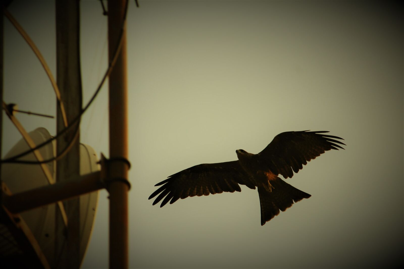 Canon EOS 1200D (EOS Rebel T5 / EOS Kiss X70 / EOS Hi) sample photo. Black, kite, bird photography