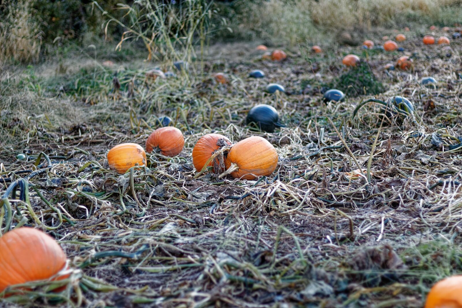Canon EF 50mm F1.8 STM sample photo. Pumpkins, farm, vines photography
