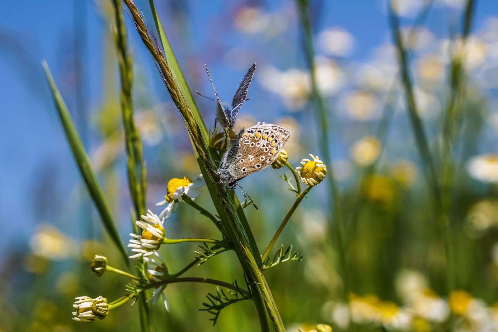 Sony DT 18-135mm F3.5-5.6 SAM sample photo. Common blue, butterfly, butterflies photography