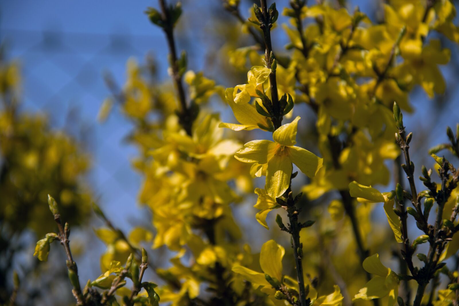 Nikon D5300 sample photo. Forsythia intermedia, forsythia, laburnum photography
