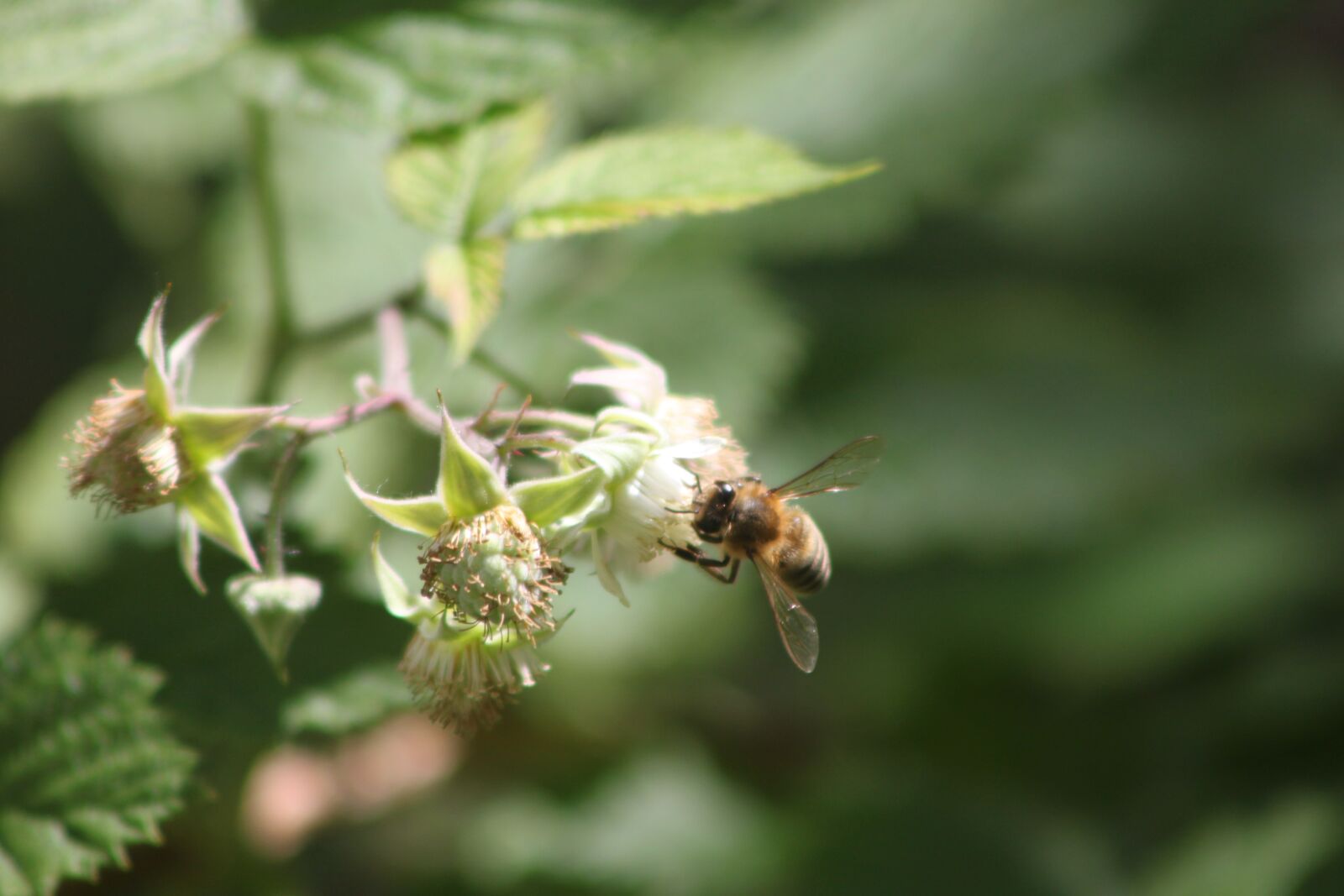 Canon EOS 500D (EOS Rebel T1i / EOS Kiss X3) sample photo. Bee, insect, spring photography