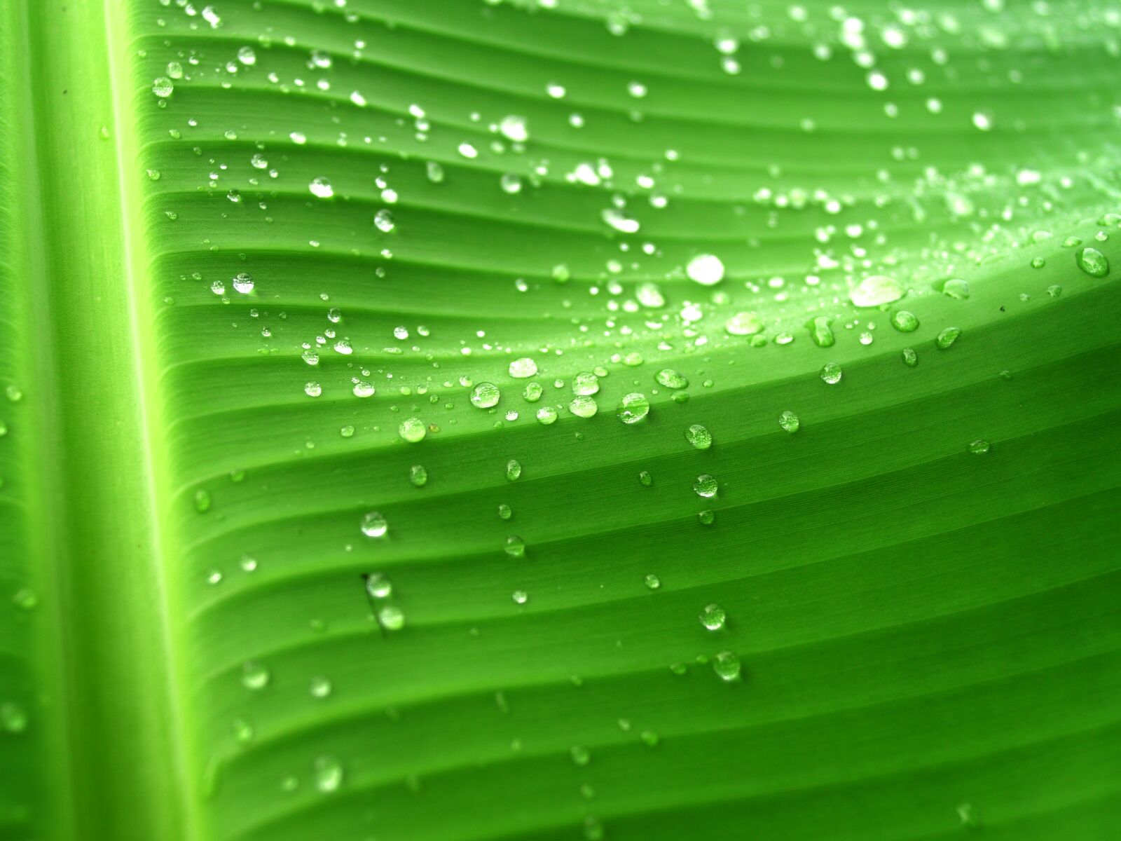 Olympus E-300 (EVOLT E-300) sample photo. Water, drops, leaf photography