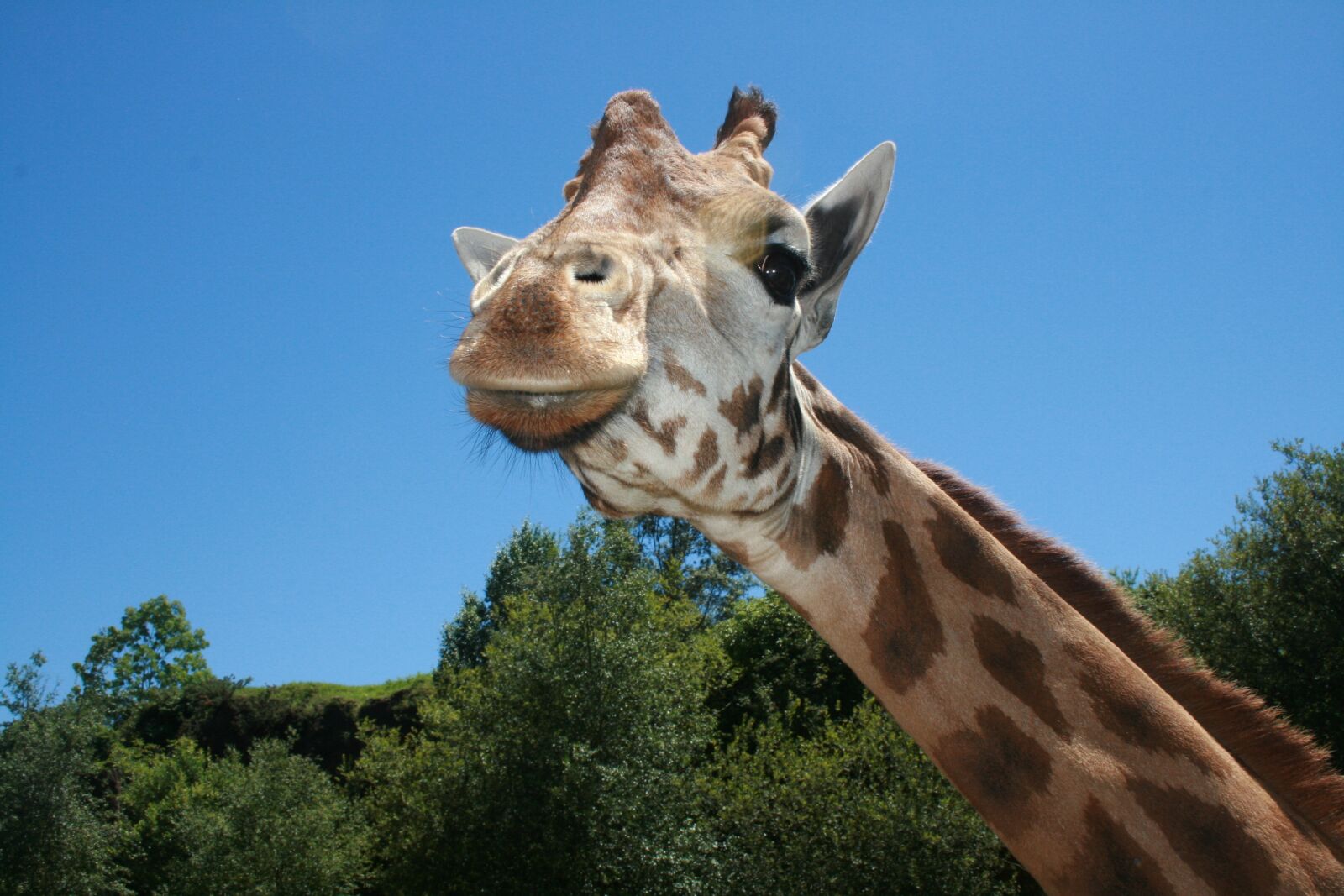 Canon EOS 400D (EOS Digital Rebel XTi / EOS Kiss Digital X) sample photo. Giraffe, neck, long photography