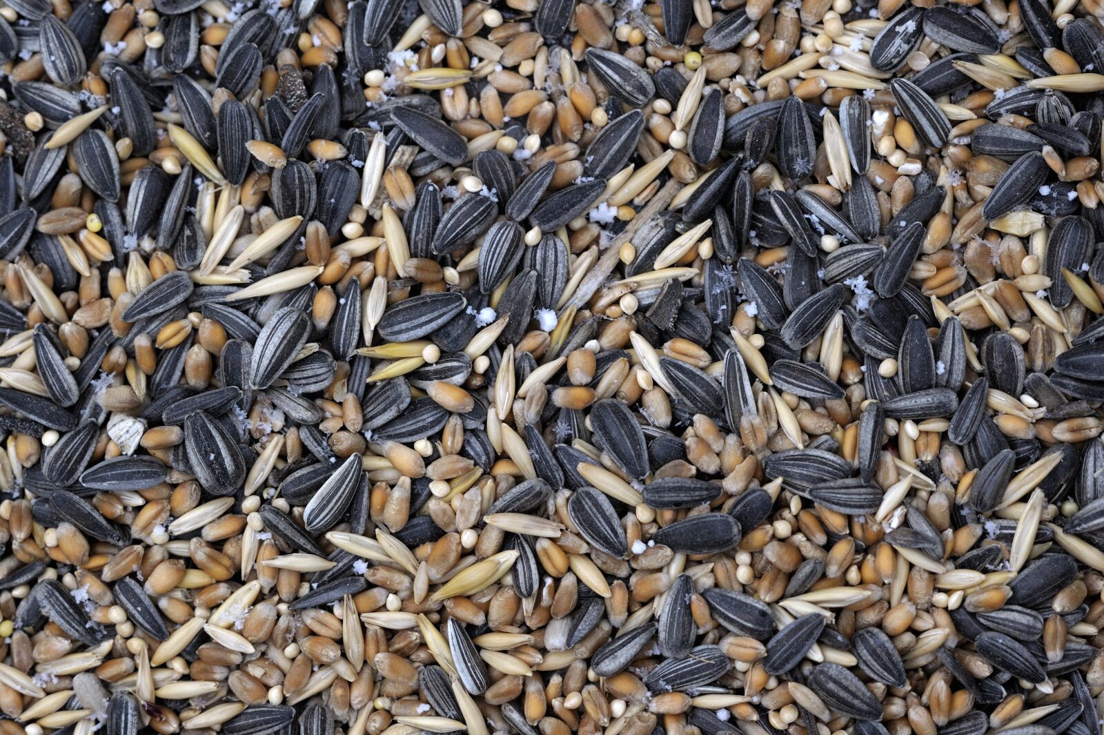 Nikon D3S sample photo. Seeds, cores, food photography