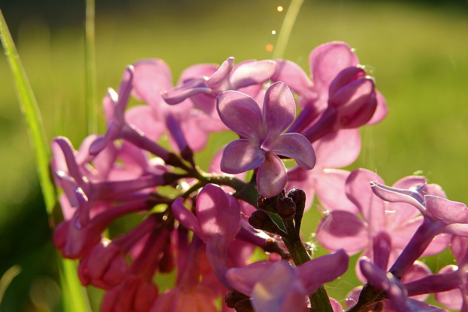 Nikon Coolpix P900 sample photo. Wild without, flowers, flowering photography