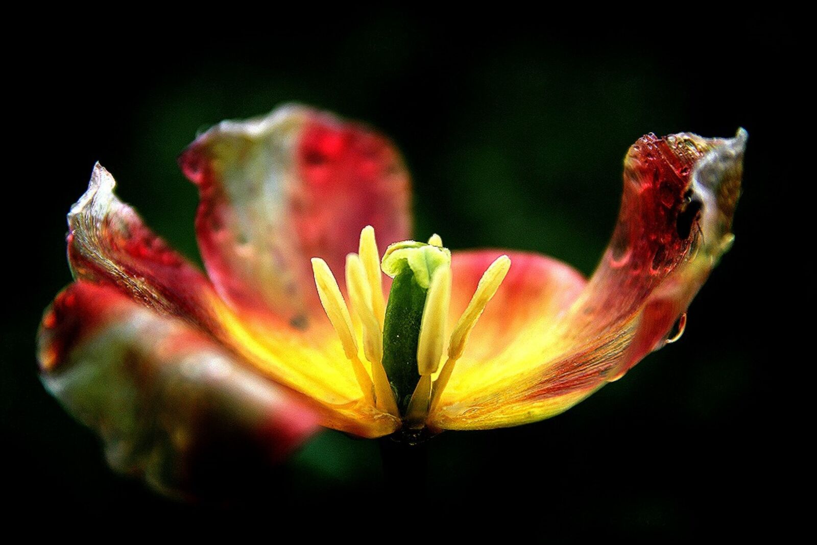 Canon EOS 60D sample photo. Tulip, raindrops, petal photography