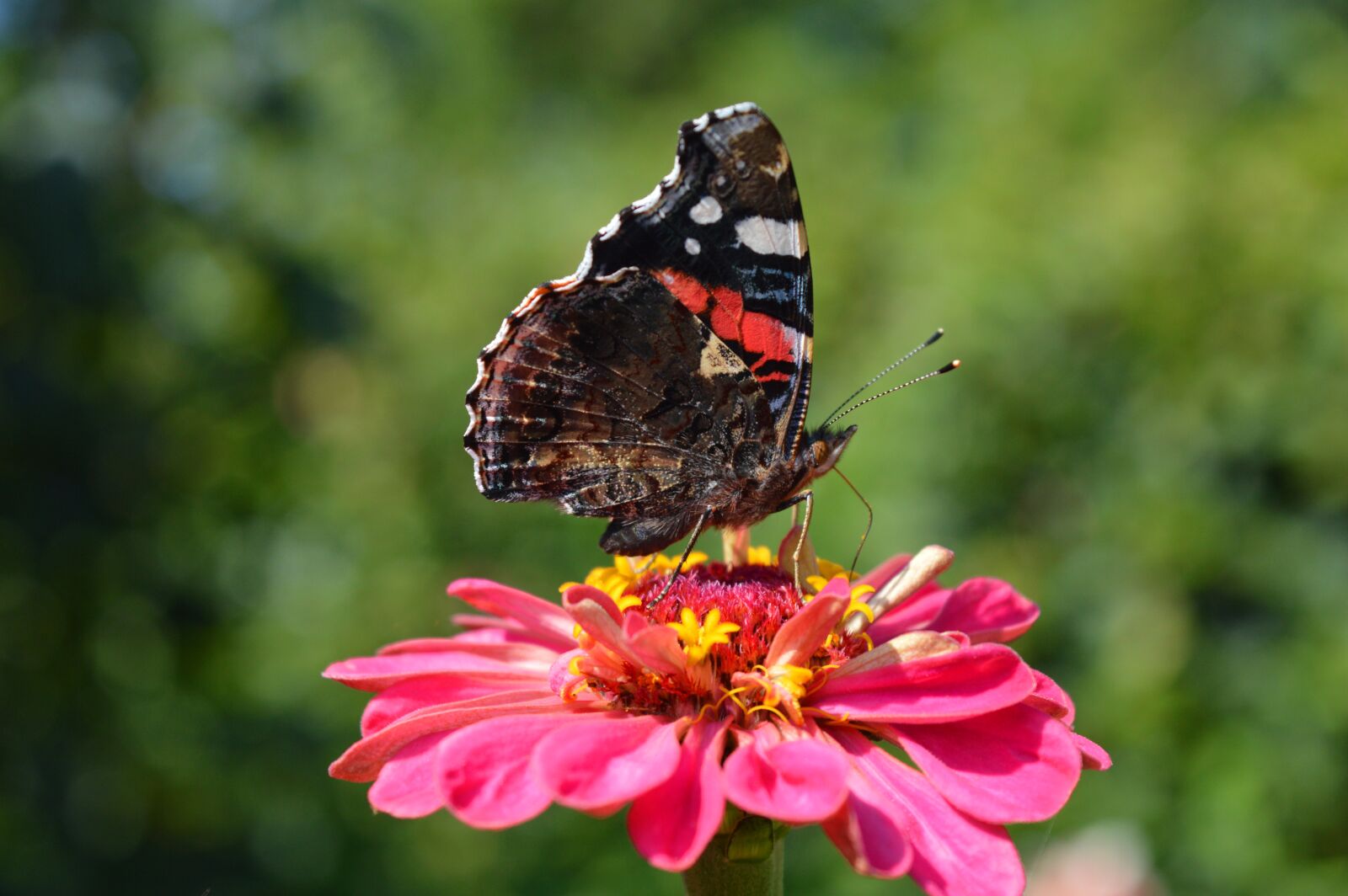Nikon D3200 sample photo. Butterfly, zinnia, blossom photography