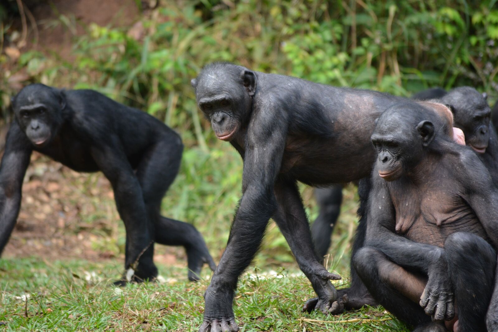 Nikon D5200 sample photo. Bonobo, primate, ape photography