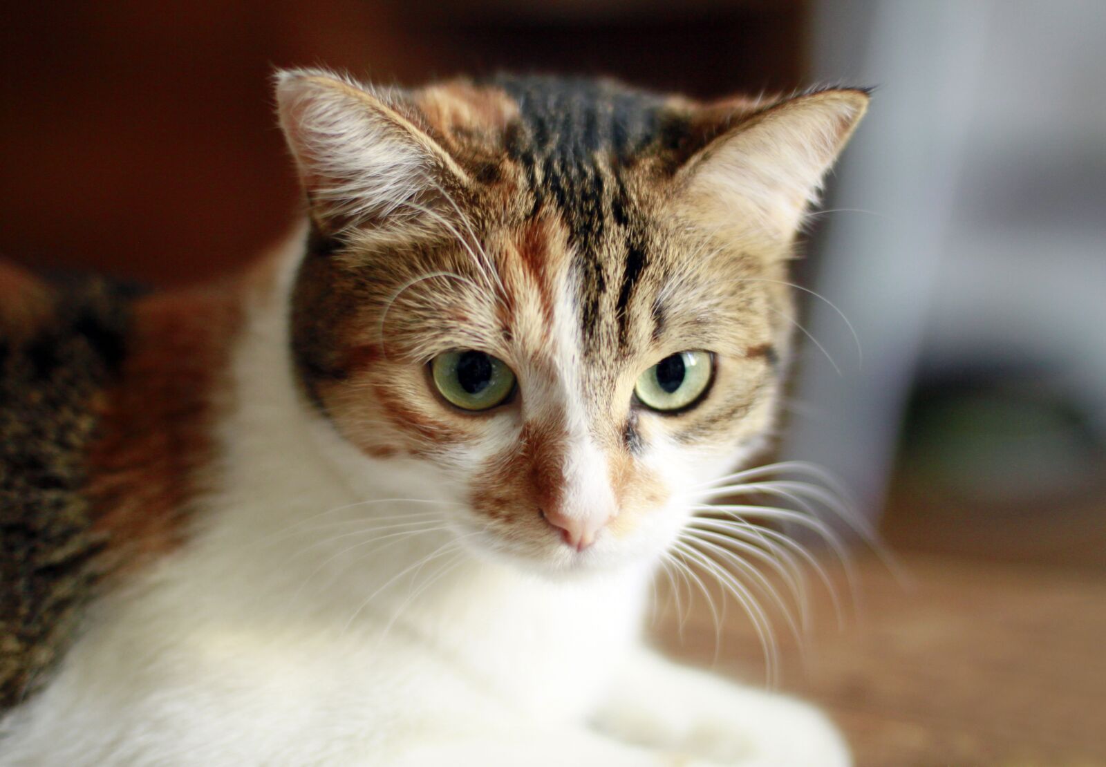 Canon EOS 500D (EOS Rebel T1i / EOS Kiss X3) sample photo. Cat, feline, animal photography