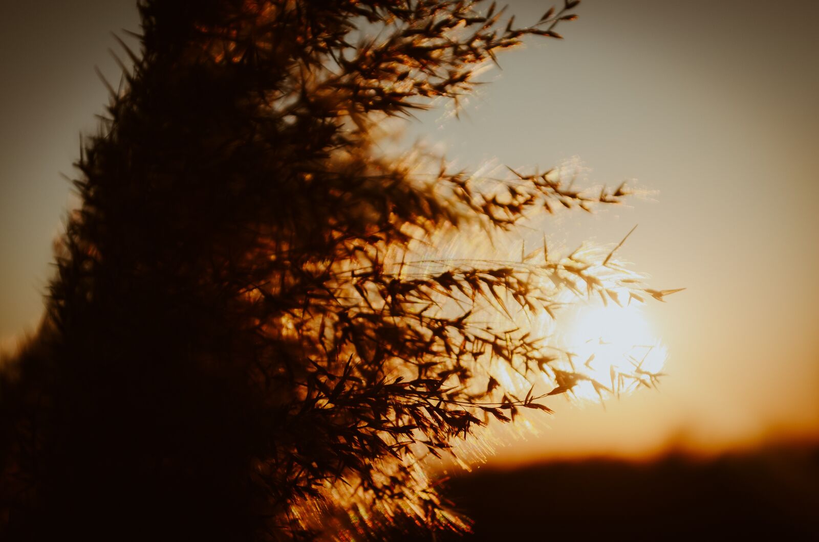 Nikon D5100 sample photo. Sun, sunset, landscape photography