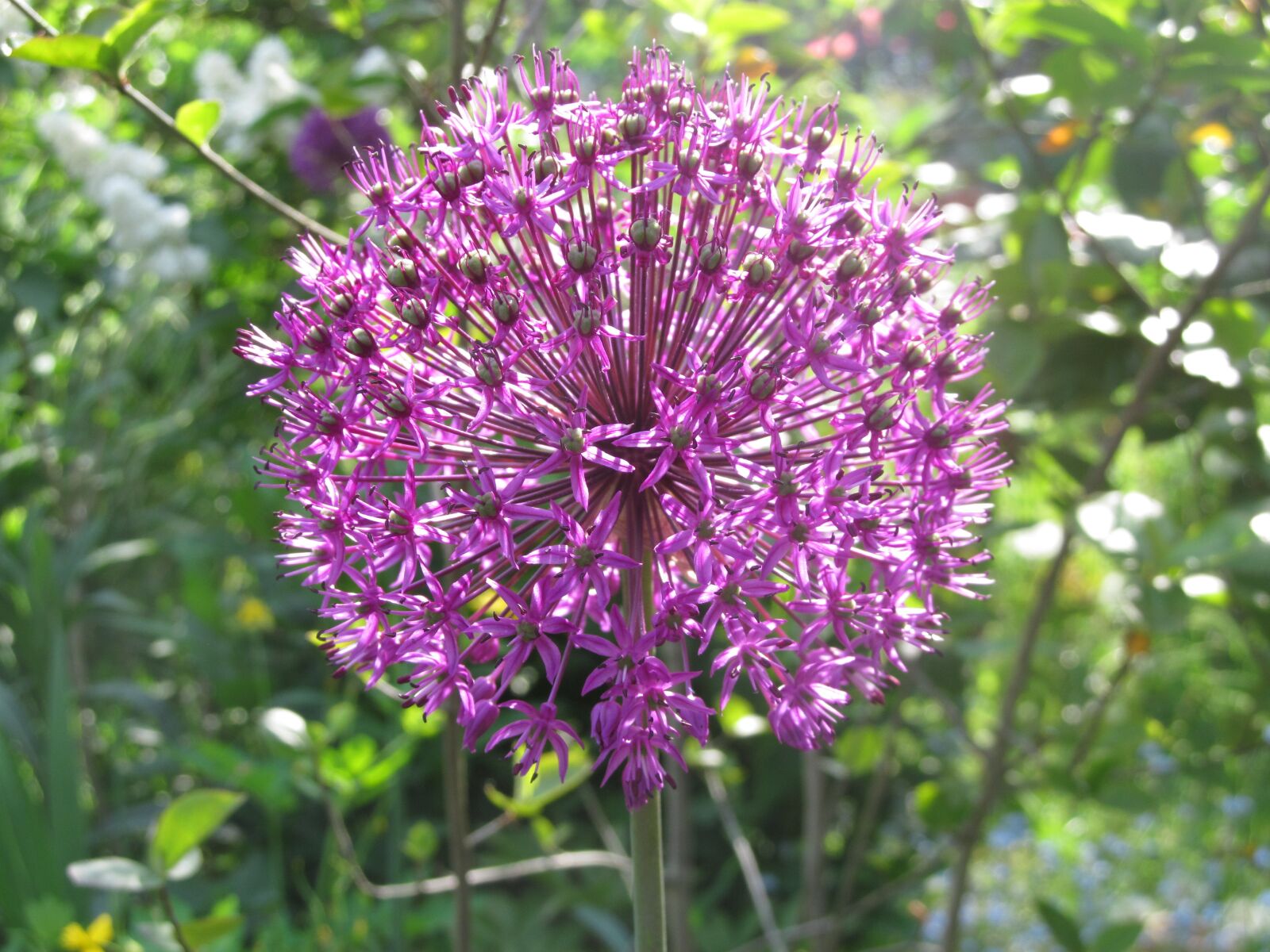 Canon PowerShot SX150 IS sample photo. Spring, allium-lauch, blossom photography