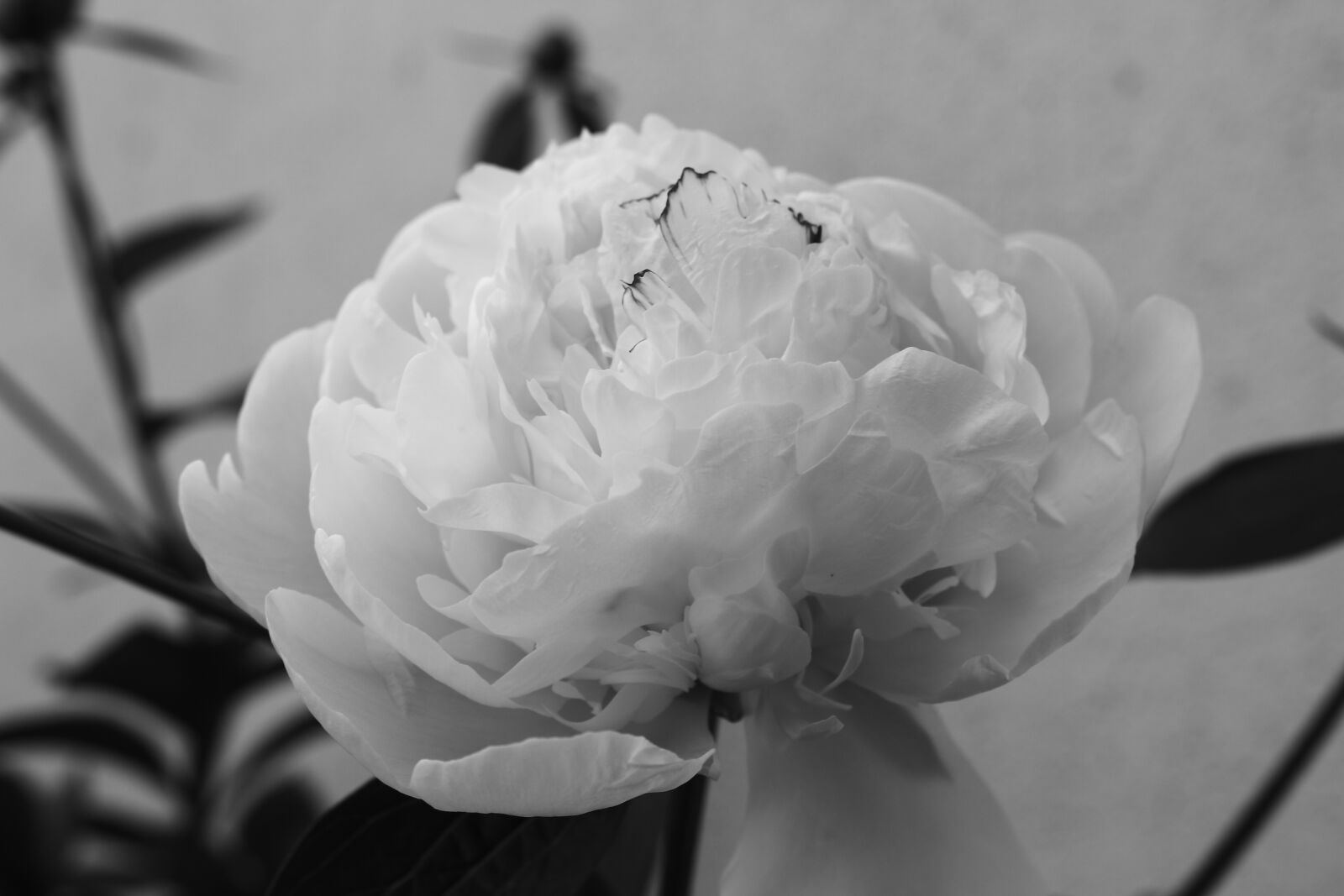 Canon EOS 100D (EOS Rebel SL1 / EOS Kiss X7) sample photo. Peony, flowers, black and photography