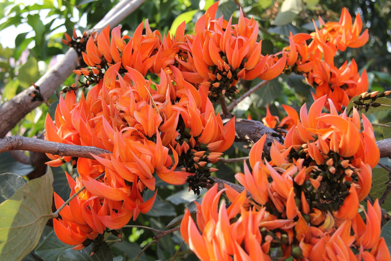 Canon EF-S 17-85mm F4-5.6 IS USM sample photo. Coral tree, flowers, orange photography