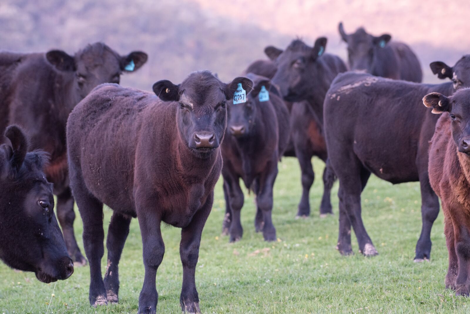 Nikon D750 sample photo. Cow, calf, black angus photography