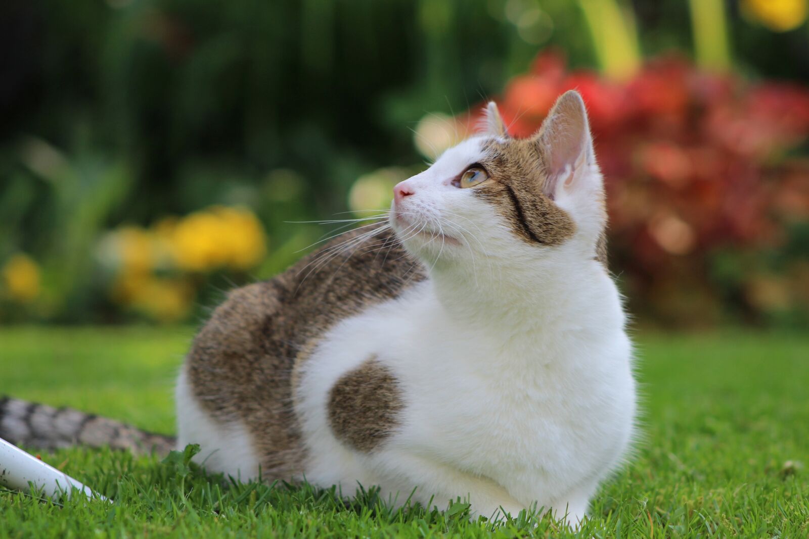 Canon EOS 600D (Rebel EOS T3i / EOS Kiss X5) sample photo. Cat, cats, pet photography