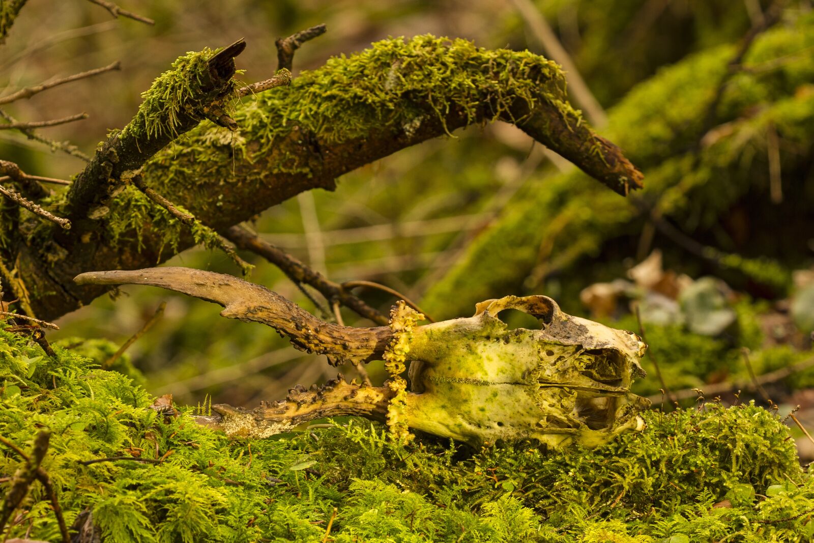 Canon EOS 7D sample photo. Rehschädel, skull, horn photography