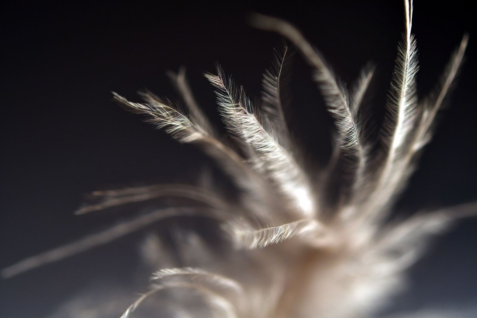 Nikon D500 sample photo. Feather, indian, macro photography