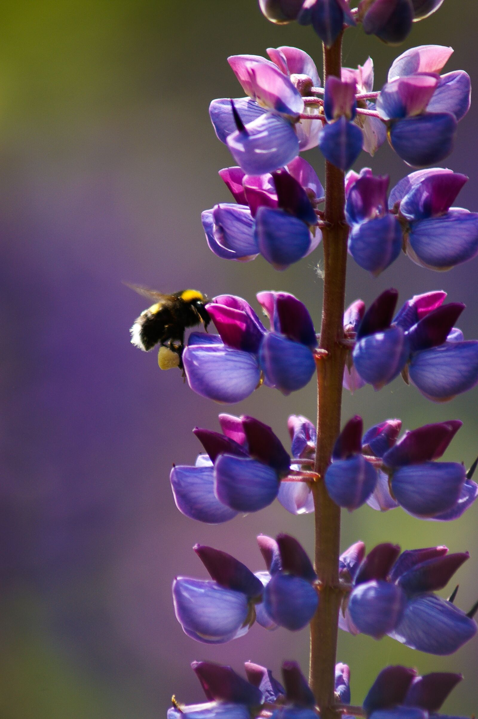 KONICA MINOLTA DYNAX 5D sample photo. Bee, flower, purpil photography