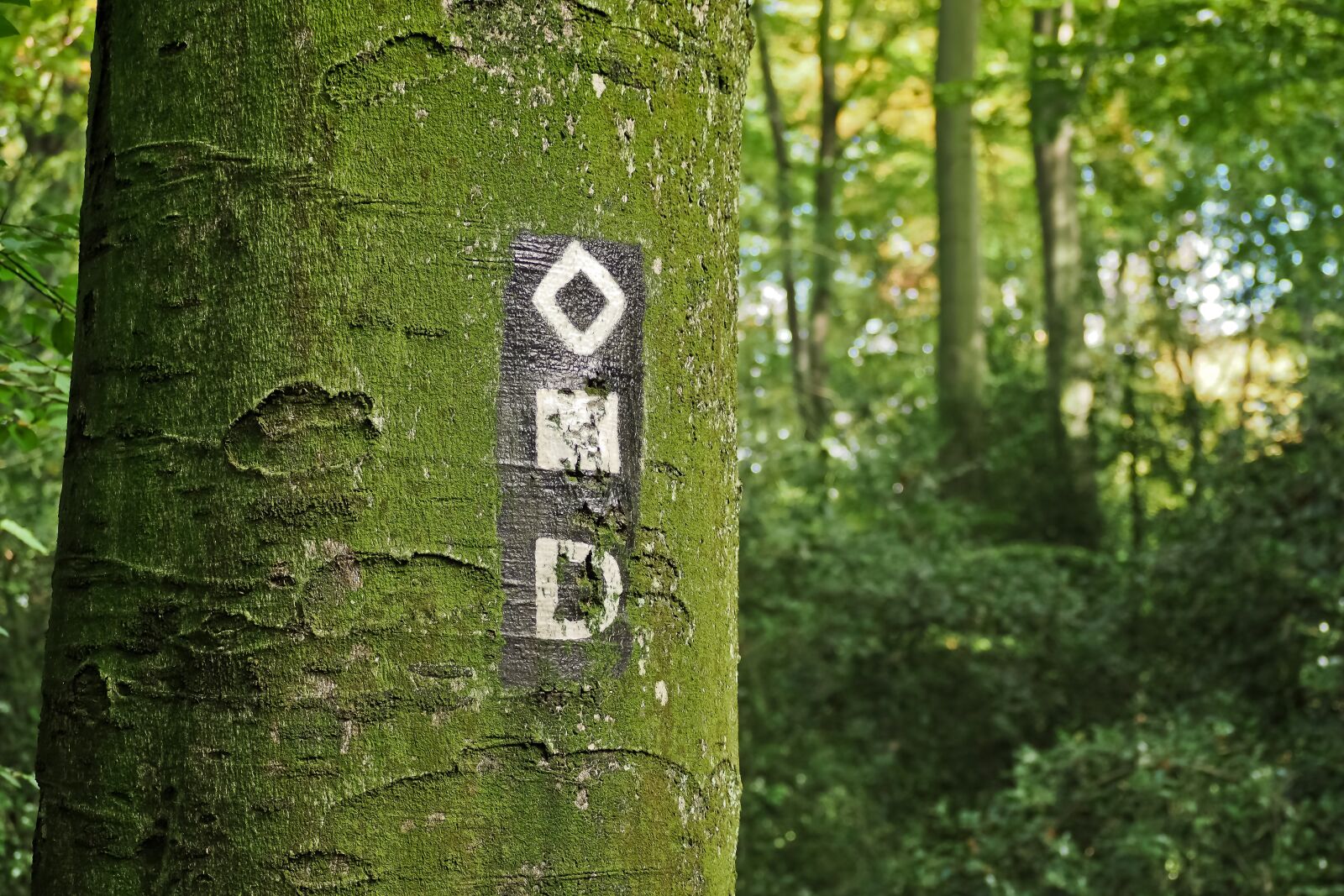 Olympus OM-D E-M10 sample photo. Tree, forest, nature photography