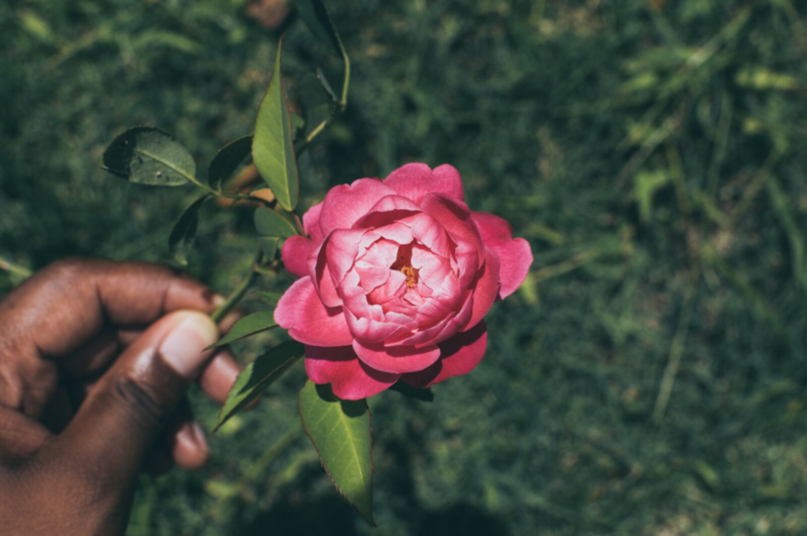 Nikon D90 sample photo. Flower, flowers, nature photography