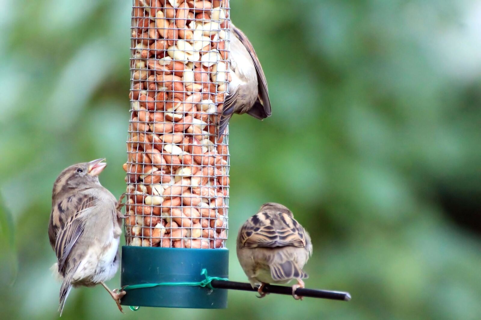 Canon EOS 1100D (EOS Rebel T3 / EOS Kiss X50) sample photo. Sparrow, bird, wildlife, nature photography