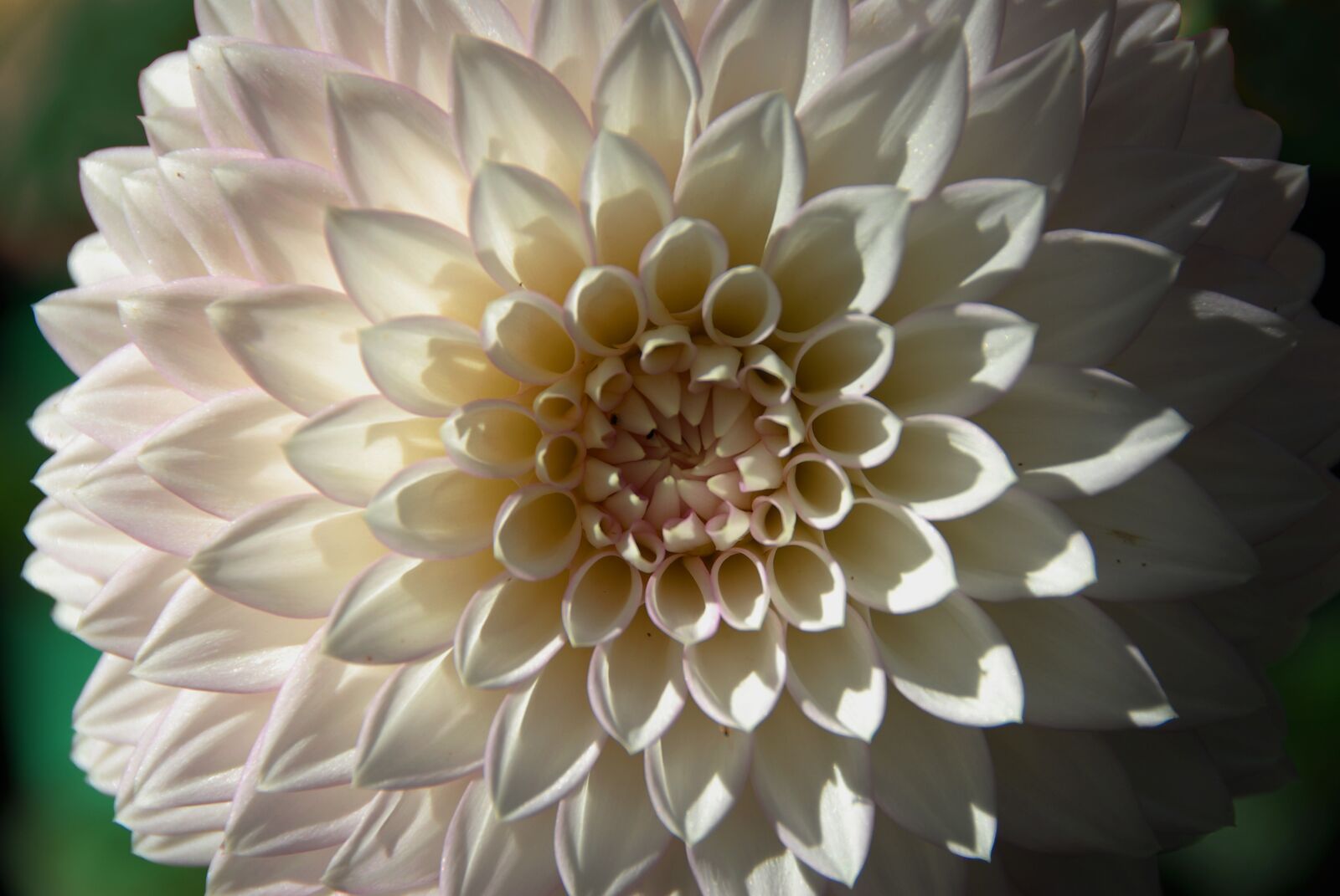 Nikon D200 sample photo. Flower, white, petals photography