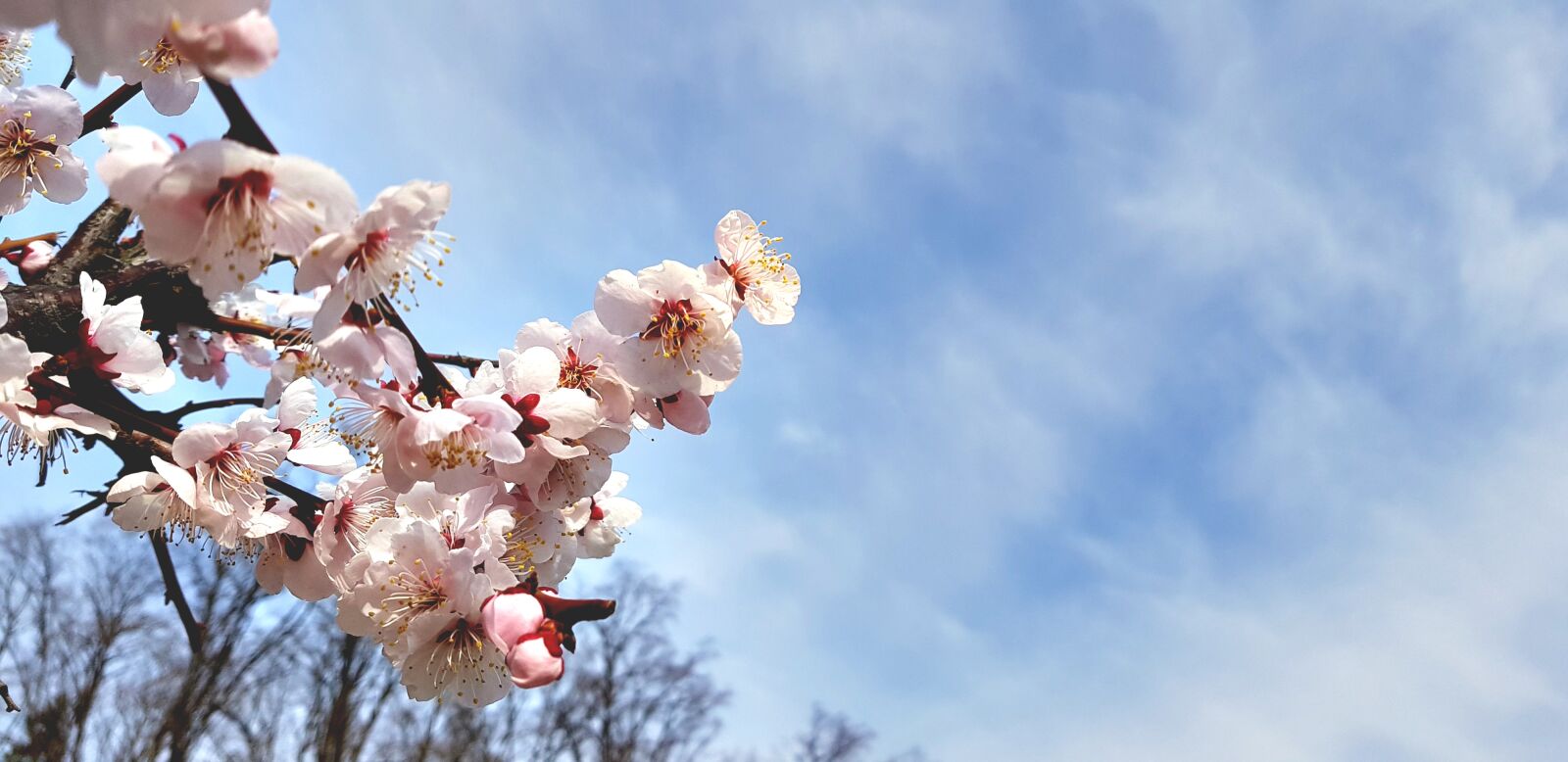 Samsung Galaxy S8 sample photo. Cherry blossom, republic of photography
