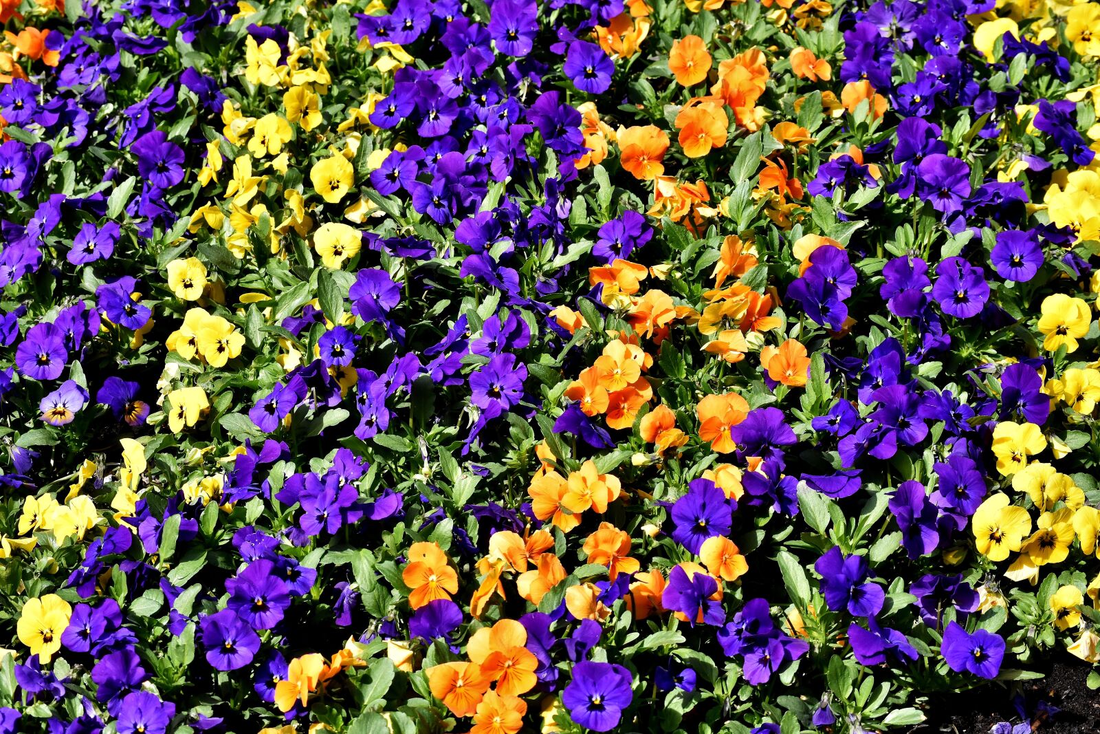 Nikon D7200 sample photo. Pansy, flower, spring photography