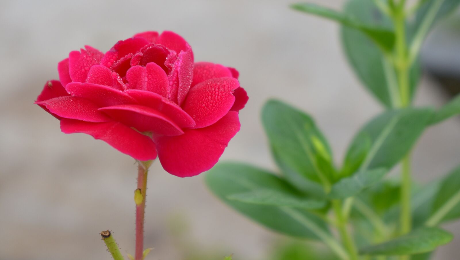 Nikon D5600 sample photo. Red rose, red, flower photography
