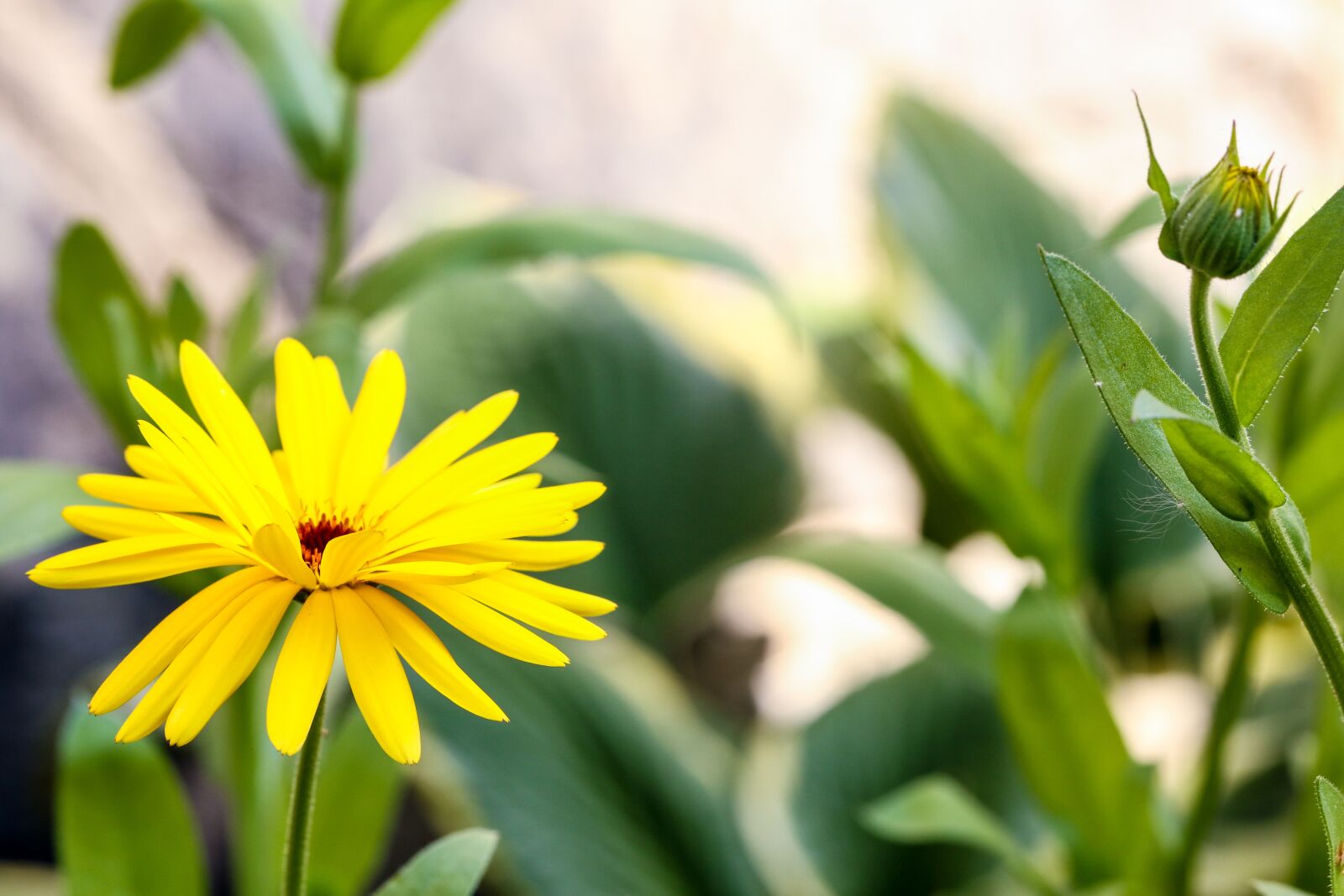 Canon EOS 7D Mark II sample photo. Yellow flower, garden flower photography
