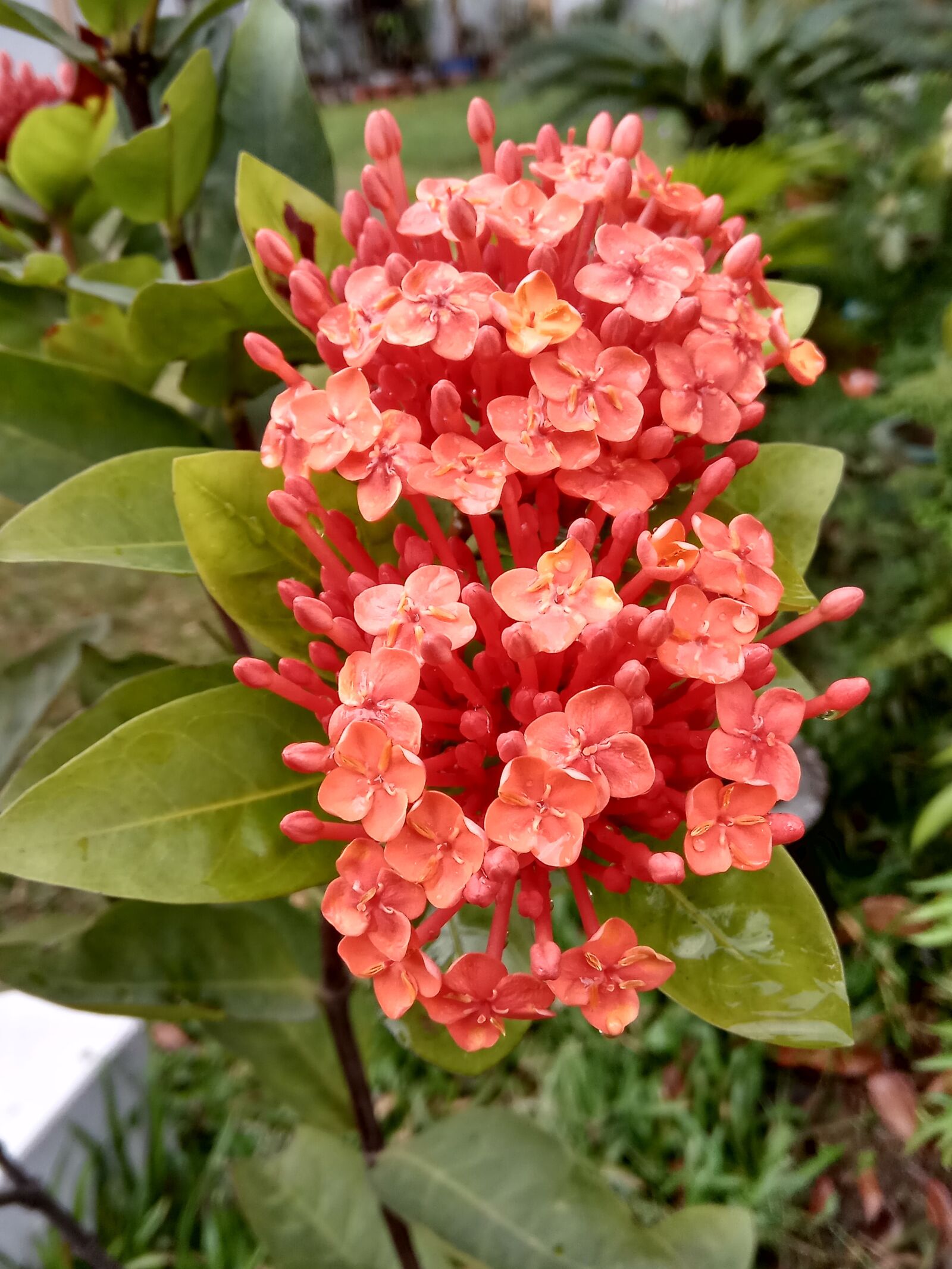 Xiaomi Redmi Note 4 sample photo. Flower, nature, flora photography