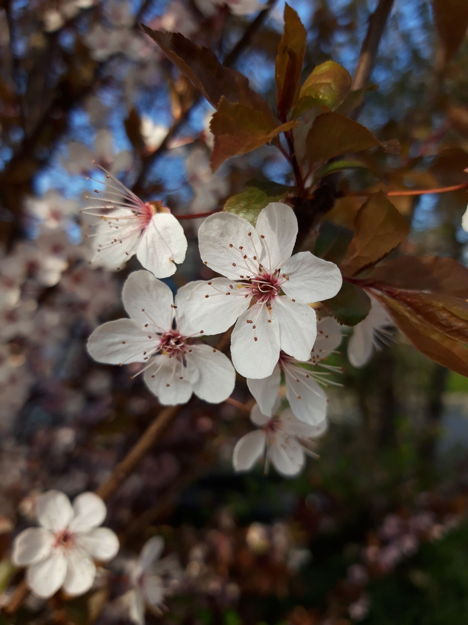 Samsung Galaxy A6 sample photo. Blossom, bloom, nature photography
