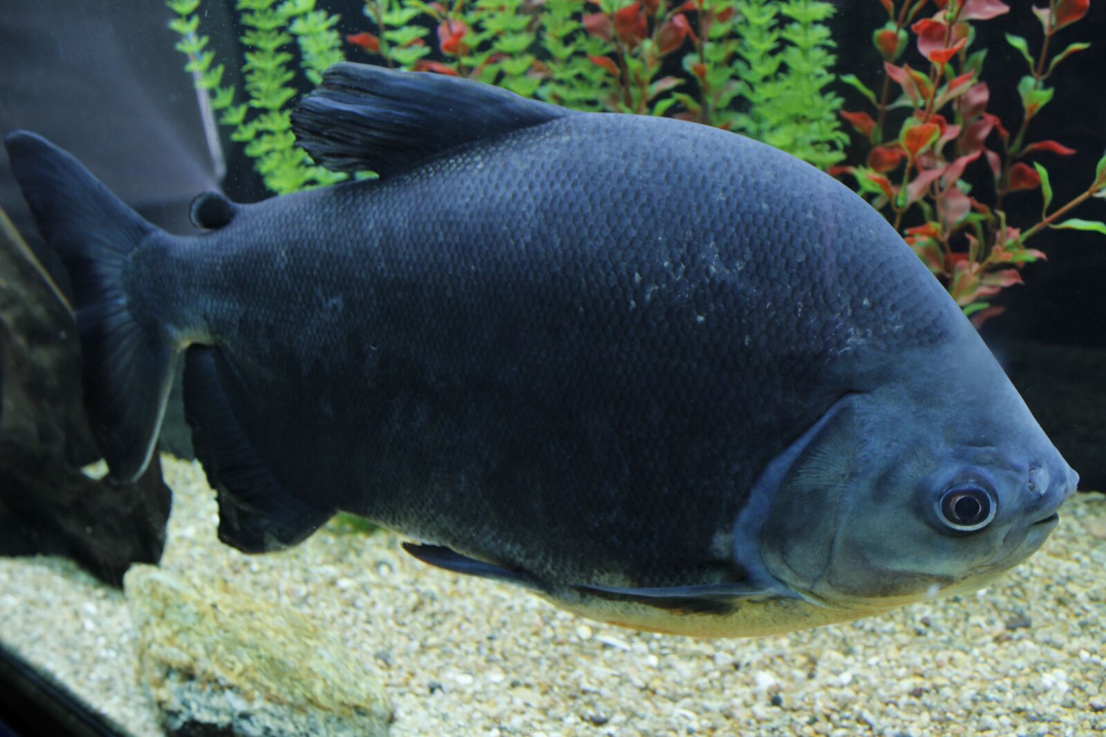 Canon EOS 1200D (EOS Rebel T5 / EOS Kiss X70 / EOS Hi) sample photo. Fish, fishbowl, water photography