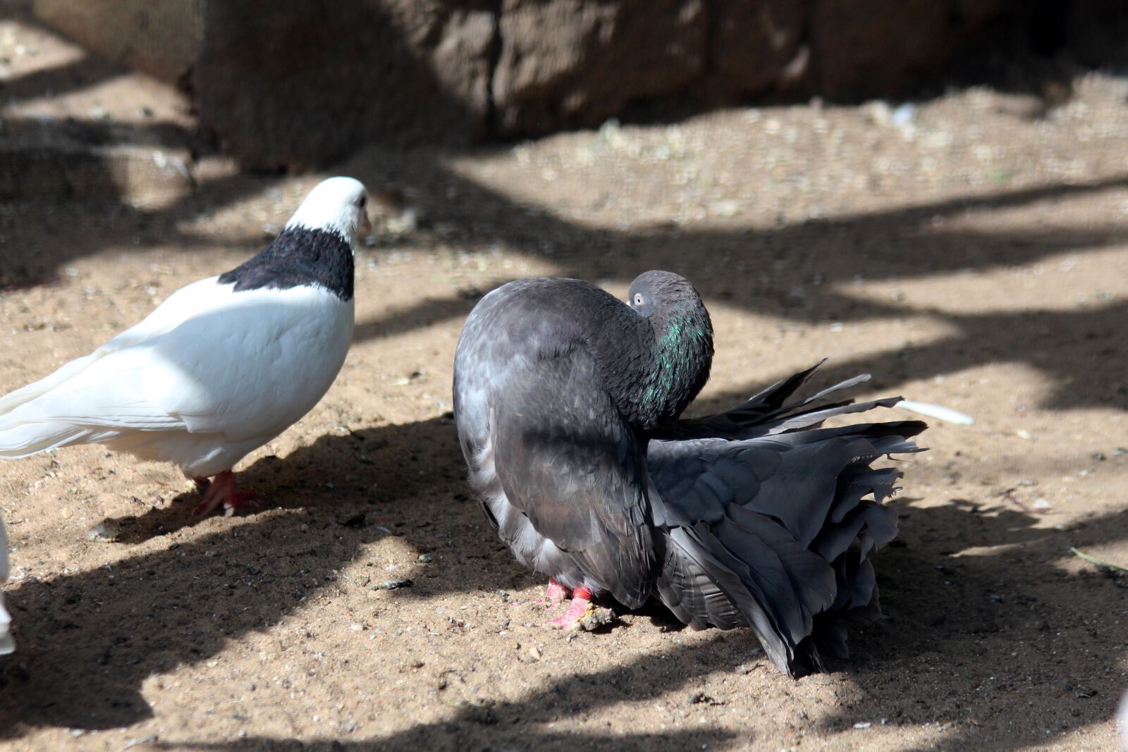 Canon EOS 650D (EOS Rebel T4i / EOS Kiss X6i) sample photo. Dove, bird, animal photography