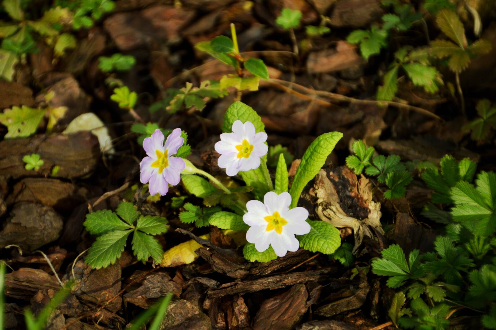 Nikon D3200 + Tamron 18-270mm F3.5-6.3 Di II VC PZD sample photo. Flower, primrose, spring photography