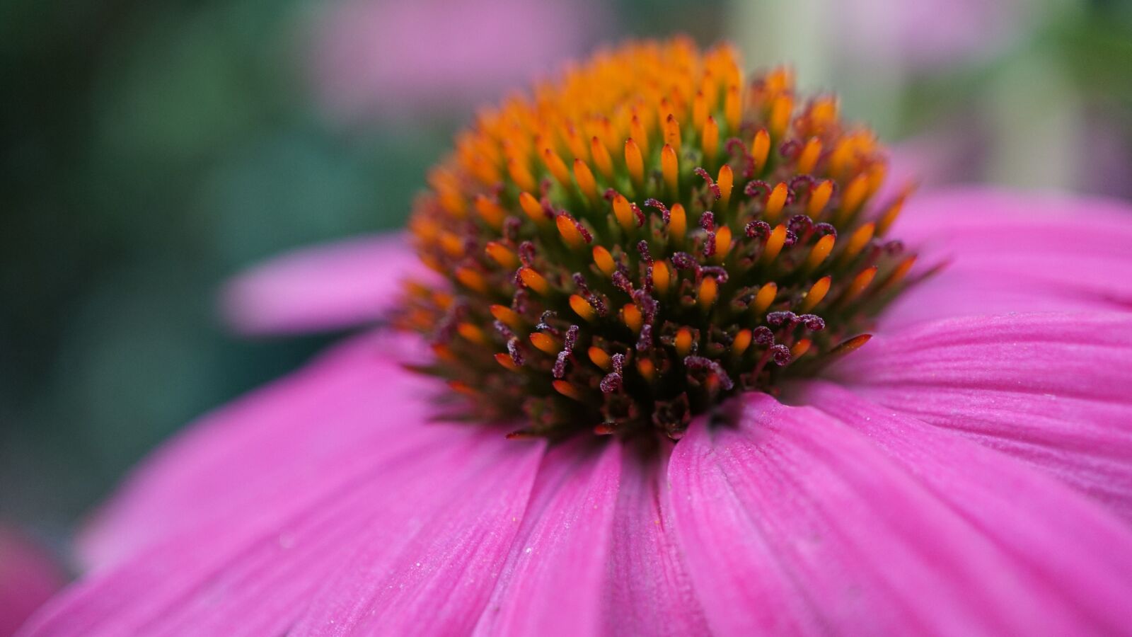 Sony E 30mm F3.5 Macro sample photo. Coneflower, pink, flower photography