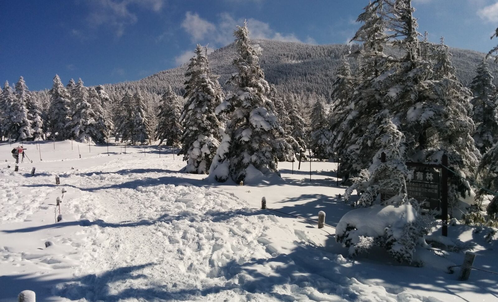 LG Nexus 5 sample photo. Winter, snow, trees photography