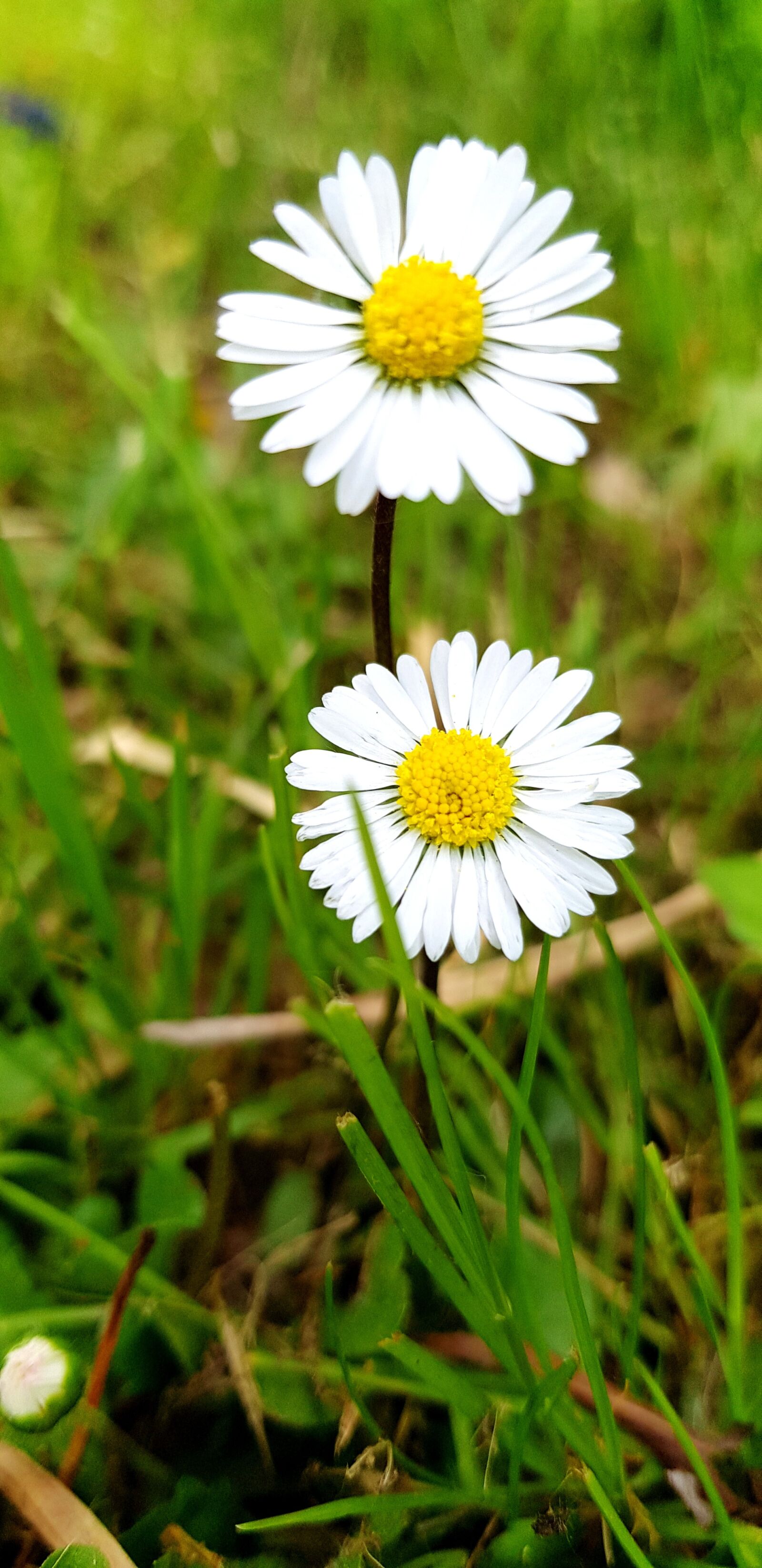 Samsung Galaxy S8 sample photo. Blossom, bloom, spring photography