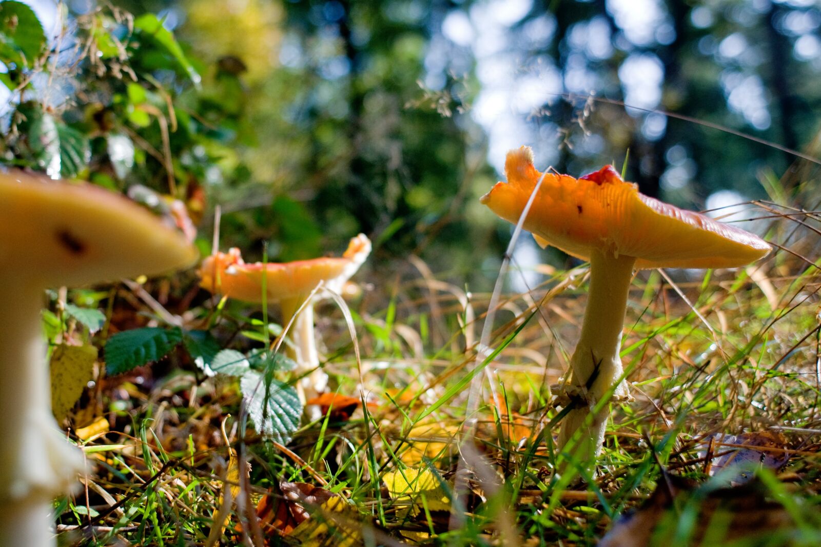 Nikon D90 sample photo. Mushrooms, forest, autumn photography