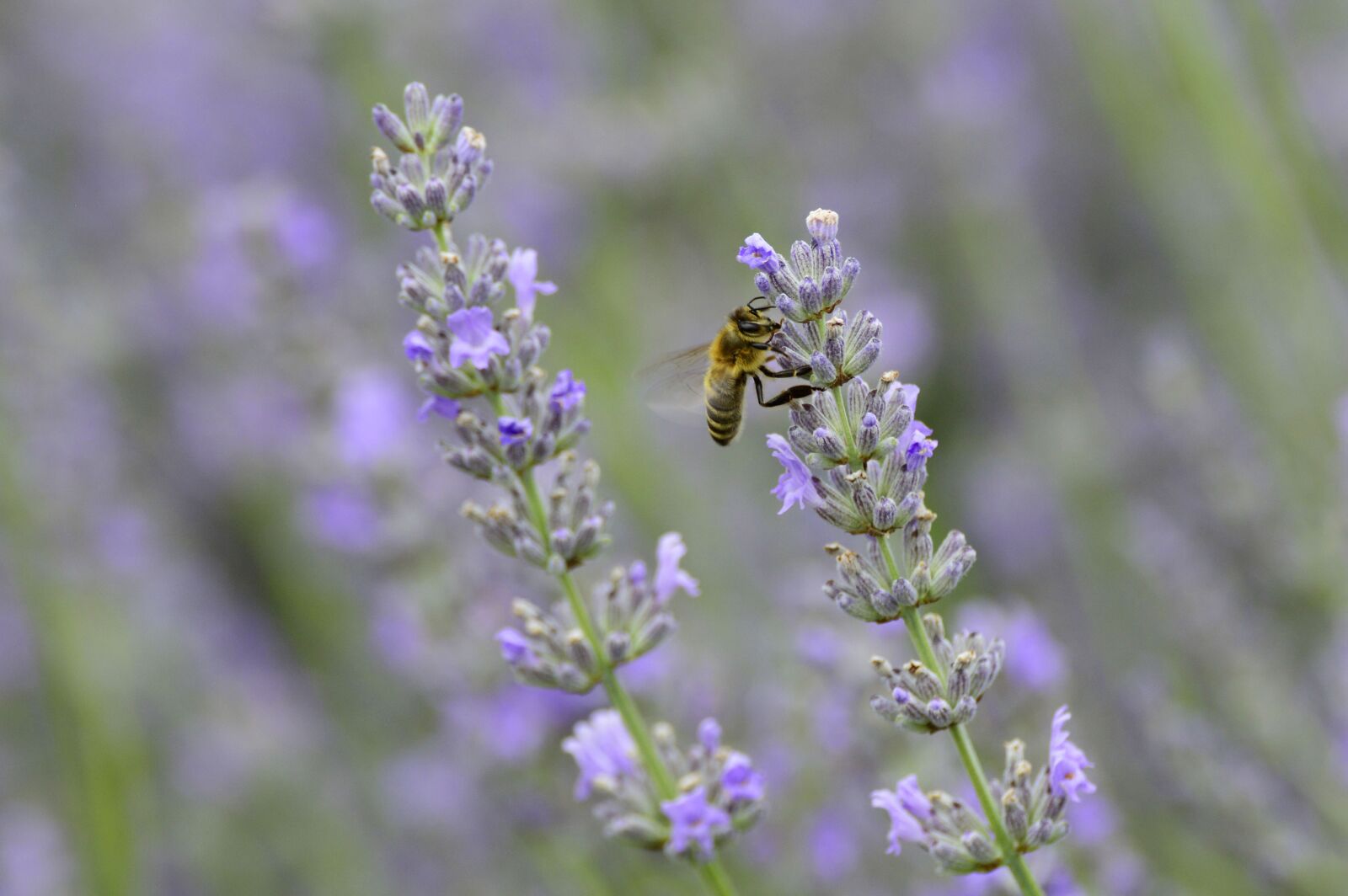 Nikon D3200 sample photo. Lavender, flower, bee photography