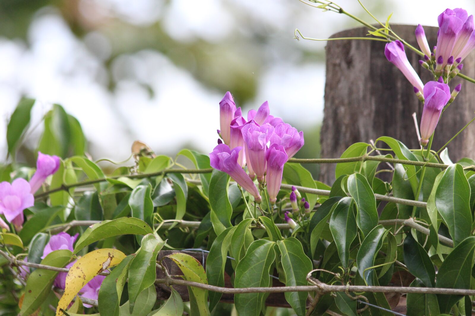 Canon EOS 650D (EOS Rebel T4i / EOS Kiss X6i) sample photo. Climbing plant, purple color photography