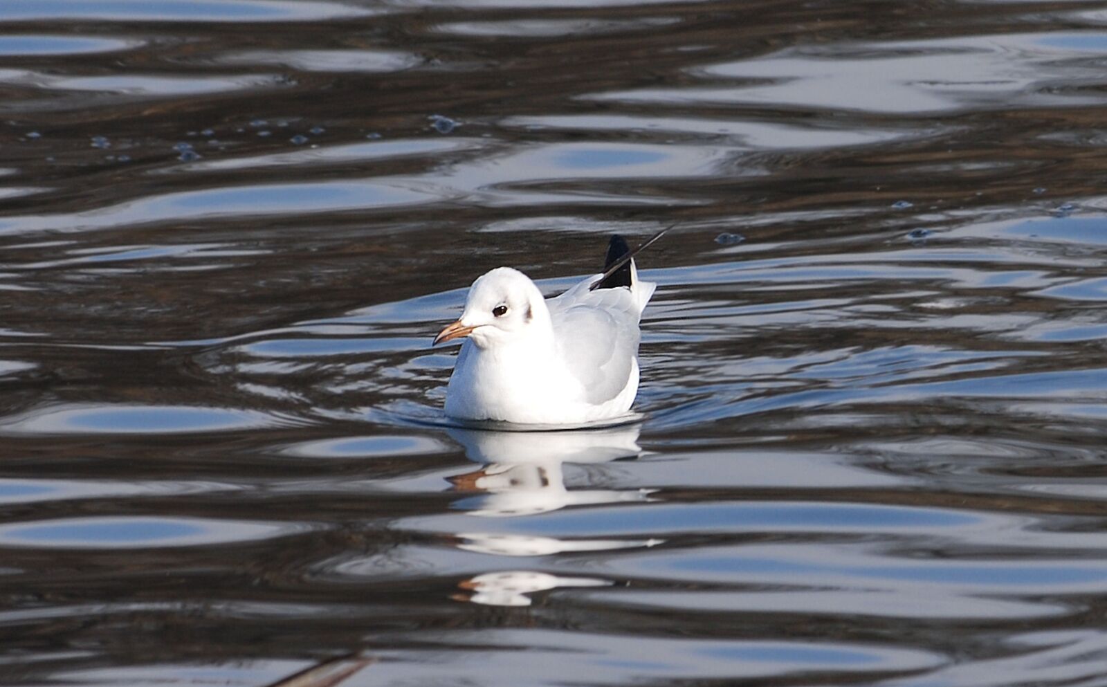 Nikon D80 sample photo. Gull, resting, bird photography